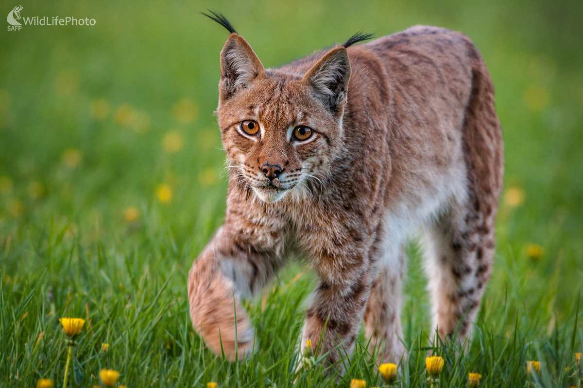 Rys ostrovid (Lynx lynx) (Ivan Godál)